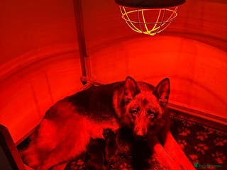 German Shepherd dogs Quality litter show line/working line puppy’s - Advert 1