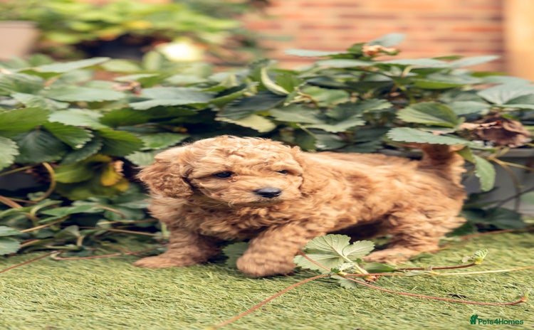 Cavachon dogs - Advert 2