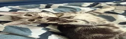Bengal cats for sale: 🐾 Beautiful Bengal x Maine Coon Kittens 🐾 - Advert 10