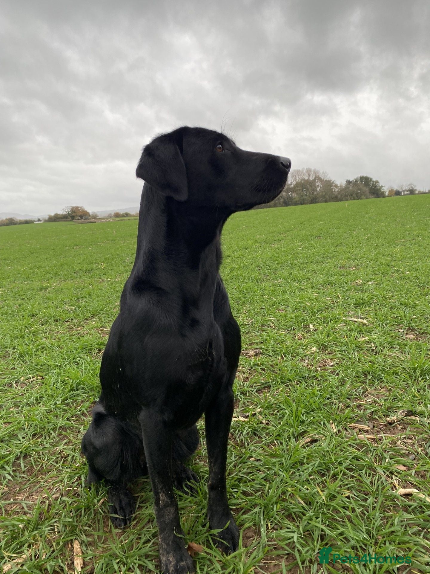 Labrador Retriever dogs Pedigree Labrador Retriever pups - Advert 2