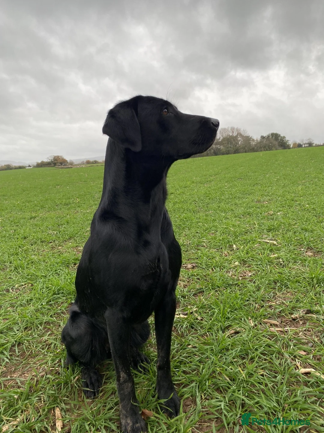 Labrador Retriever dogs for sale: KC Reg Health Tested Pedigree Labrador pups - Advert 2