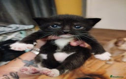 British Shorthair cats for sale: 2 well natured male kittens available now - Image 6