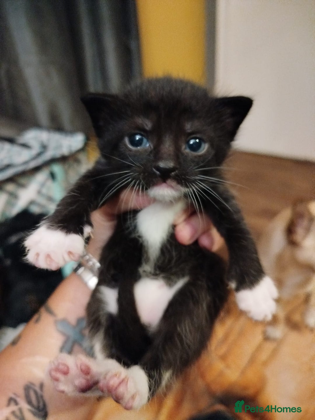 British Shorthair cats for sale: 2 well natured male kittens available now - Image 6
