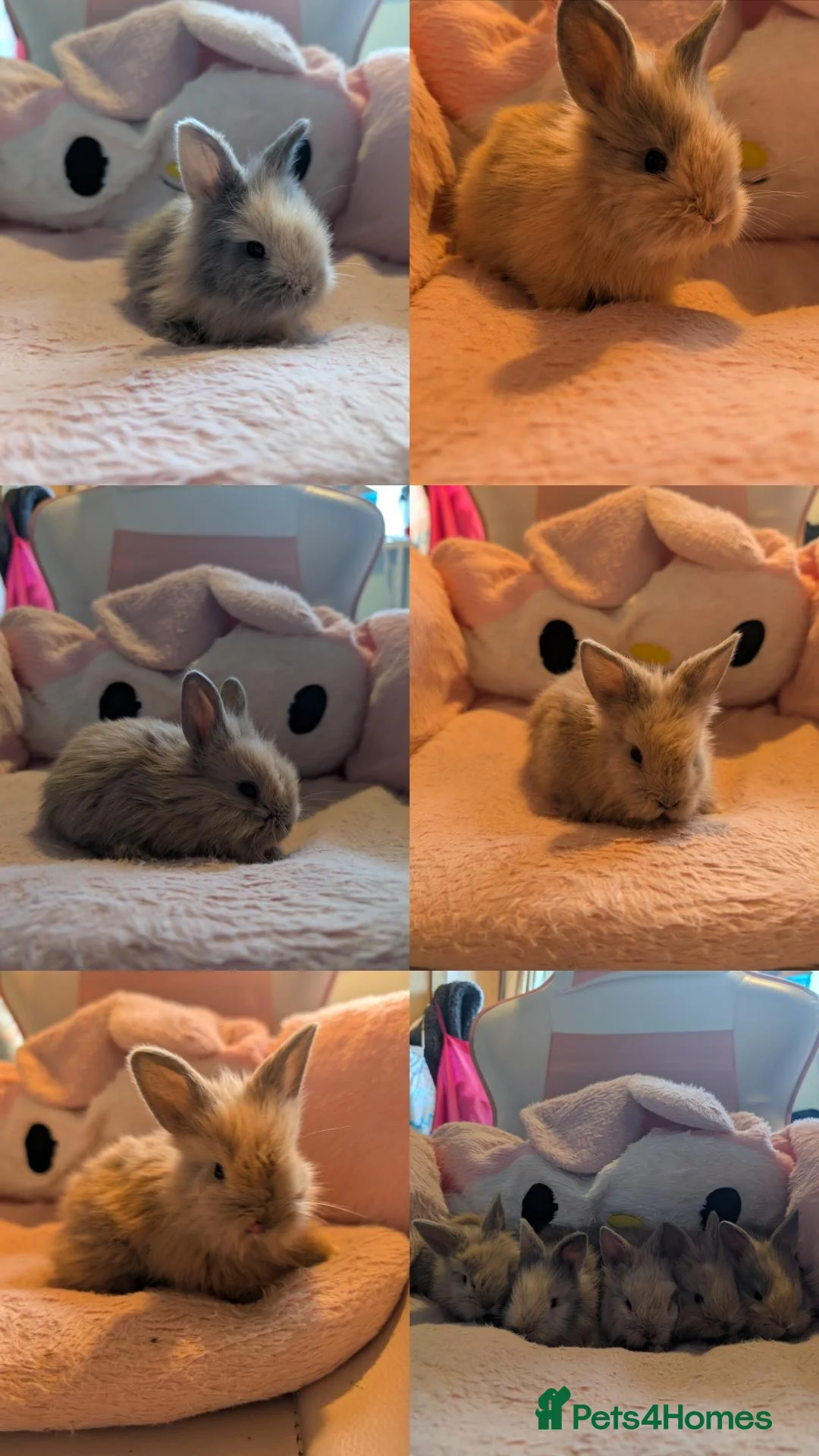 Angora rabbits for sale: Lionlop x angora  - Image 2