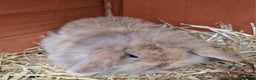 Mini Lion Lop rabbits for sale: Baby lop lionheads  - Advert 3