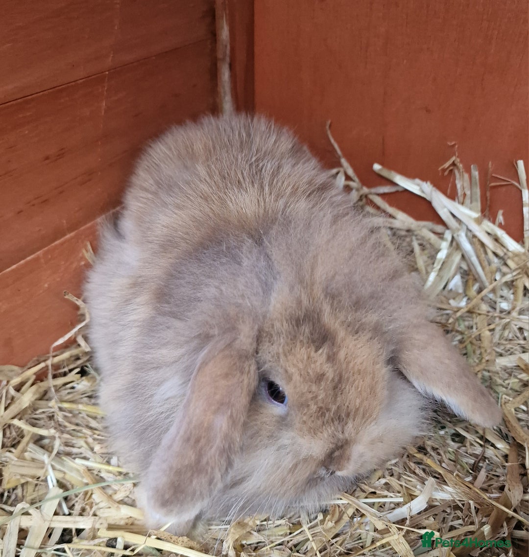 Mini Lion Lop rabbits for sale: Baby lop lionheads  - Advert 3