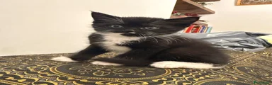 coco
