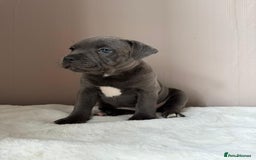 Staffordshire Bull Terrier dogs for sale: BLUEDOGCITY PHARON AT BULLSCAFF X WEDNESDAY ADDAMS - Image 20