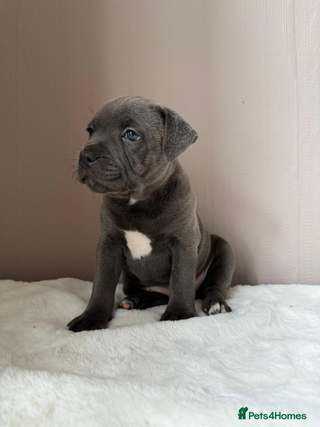 Staffordshire Bull Terrier dogs for sale: BLUEDOGCITY PHARON AT BULLSCAFF X WEDNESDAY ADDAMS - Image 20