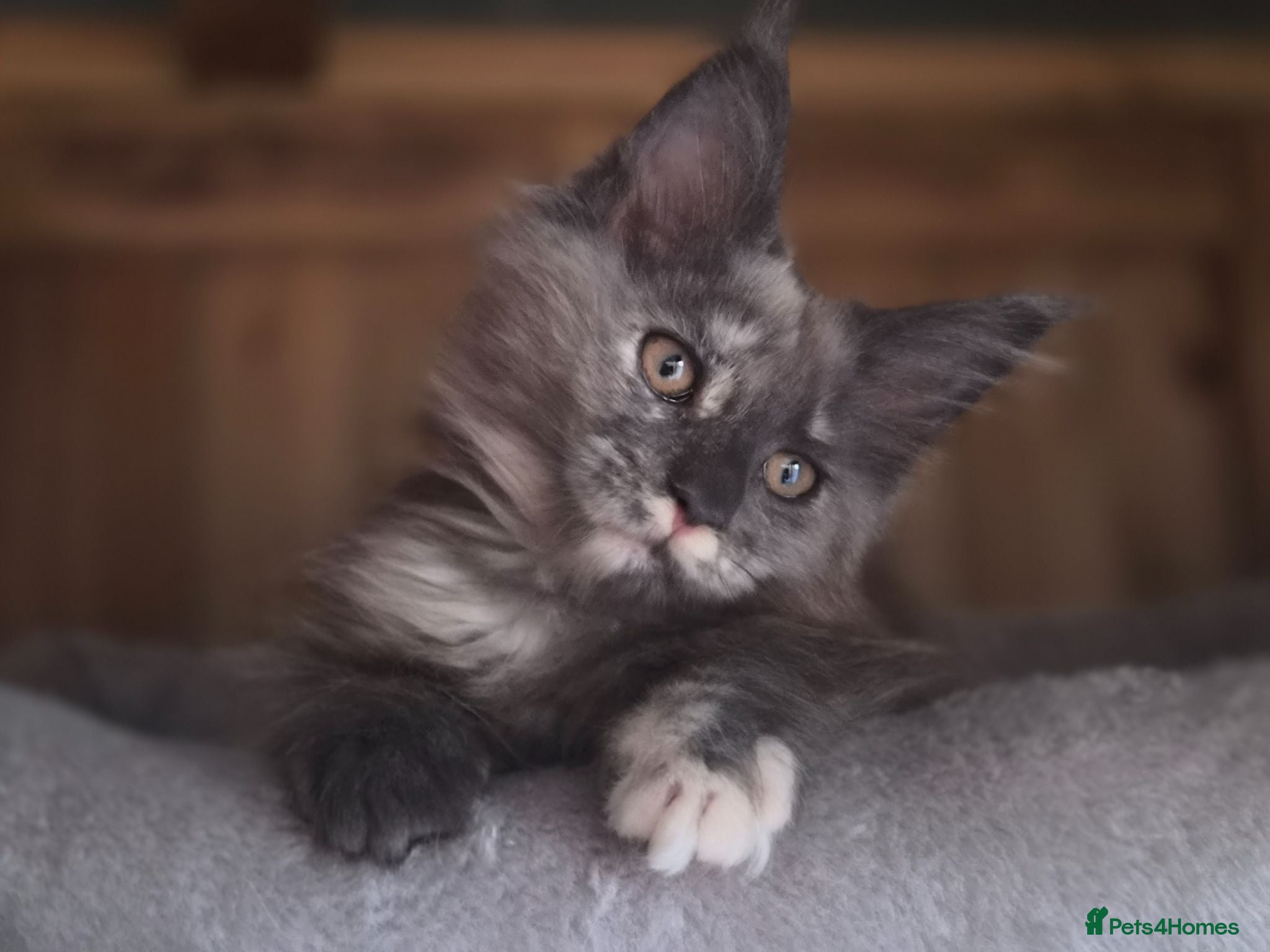Maine Coon cats 2 Beautiful Maine Coon Kittens - Advert 6