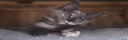 Maine Coon cats for sale: 2 Beautiful Maine Coon Kittens - Advert 4