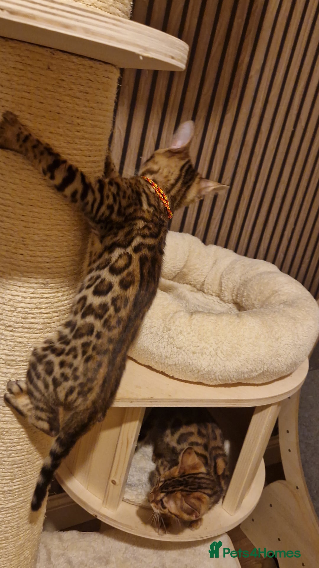 Bengal cats for sale: Beutifull kittens❤️ - Advert 12