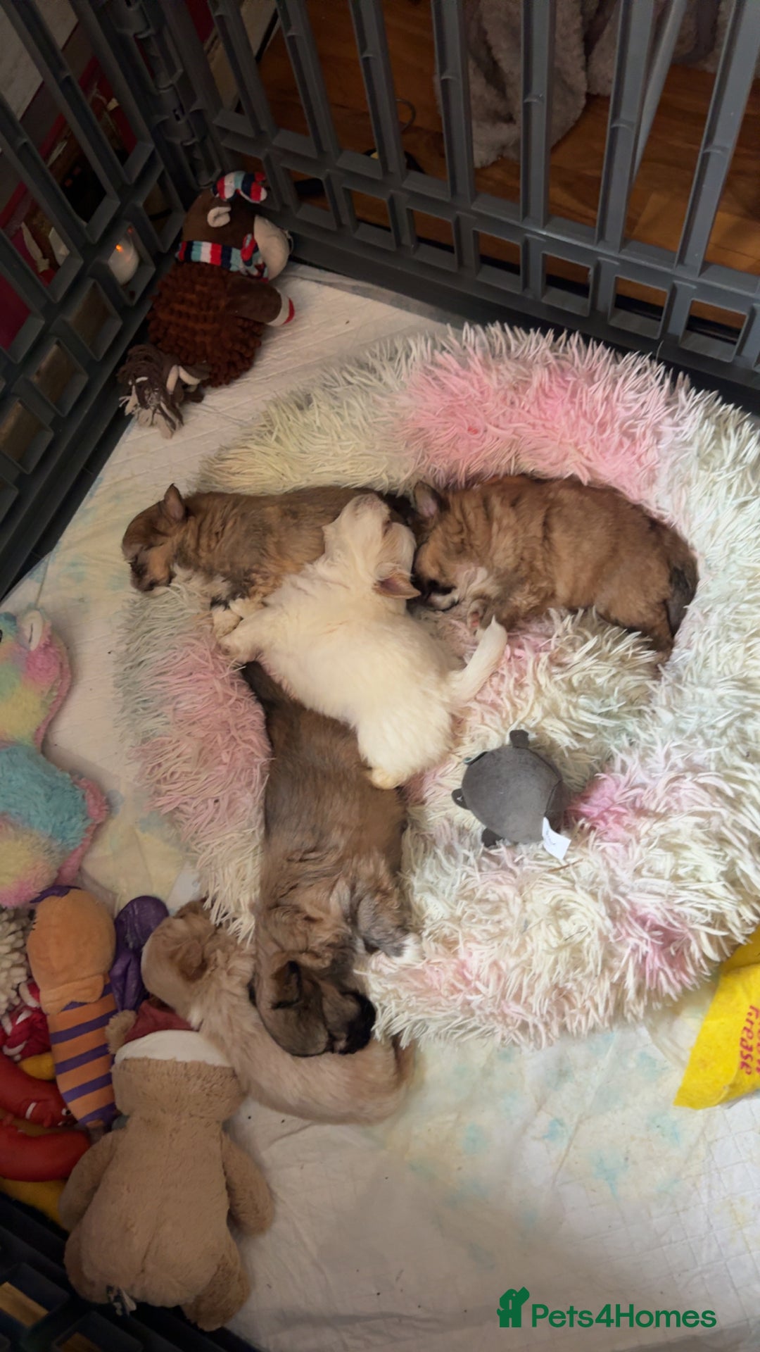 Mixed Breed dogs for sale: Pom x pups - Image 3