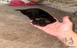 Cockapoo dogs for sale: Tri cockapoo girl  - Image 16