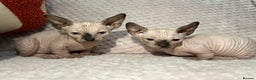 Sphynx cats for sale: Bambino kittens Ready now! - Advert 10