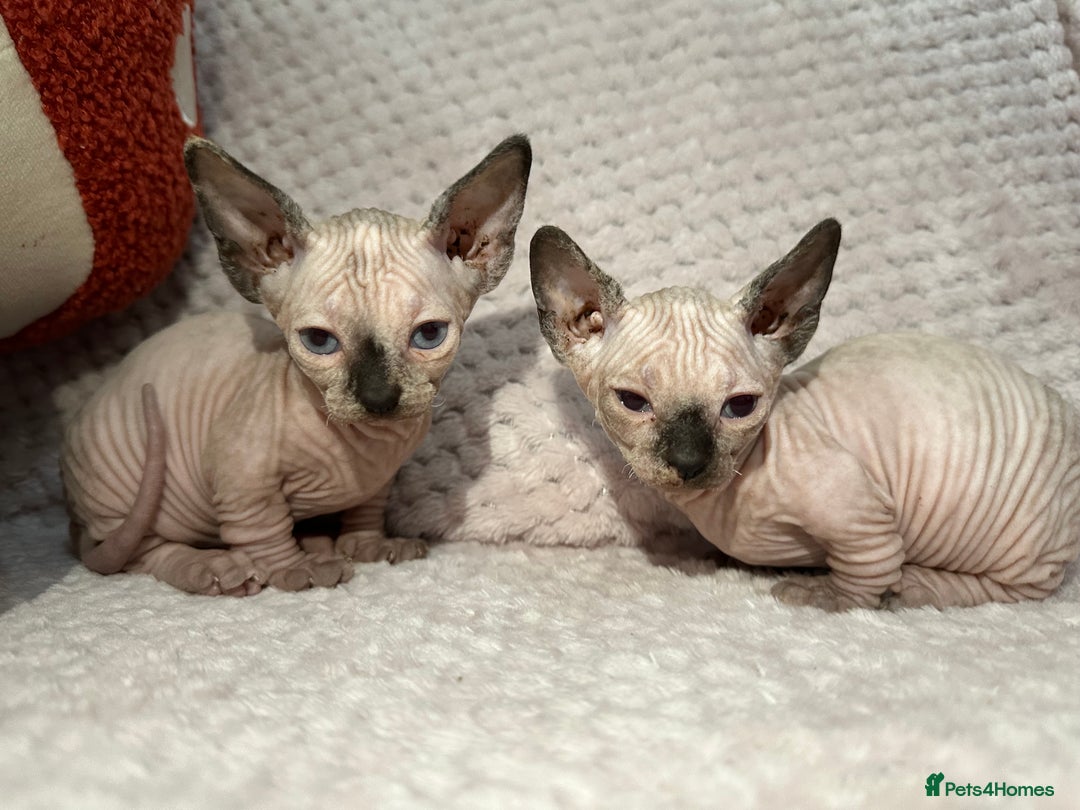 Sphynx cats for sale: Bambino kittens Ready now! - Advert 10