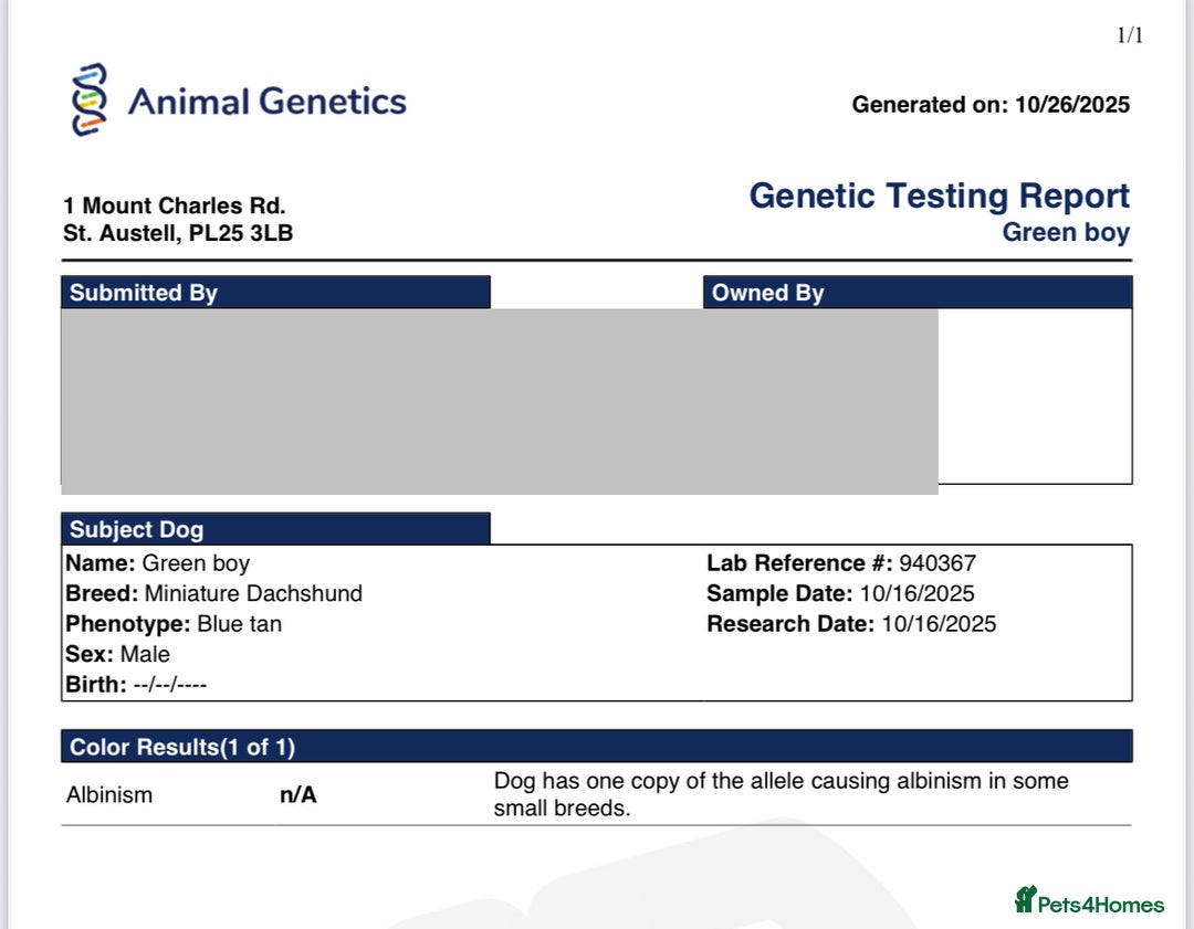 Miniature Dachshund dogs for sale: Miniature dachshunds (pink carriers)  - Image 4