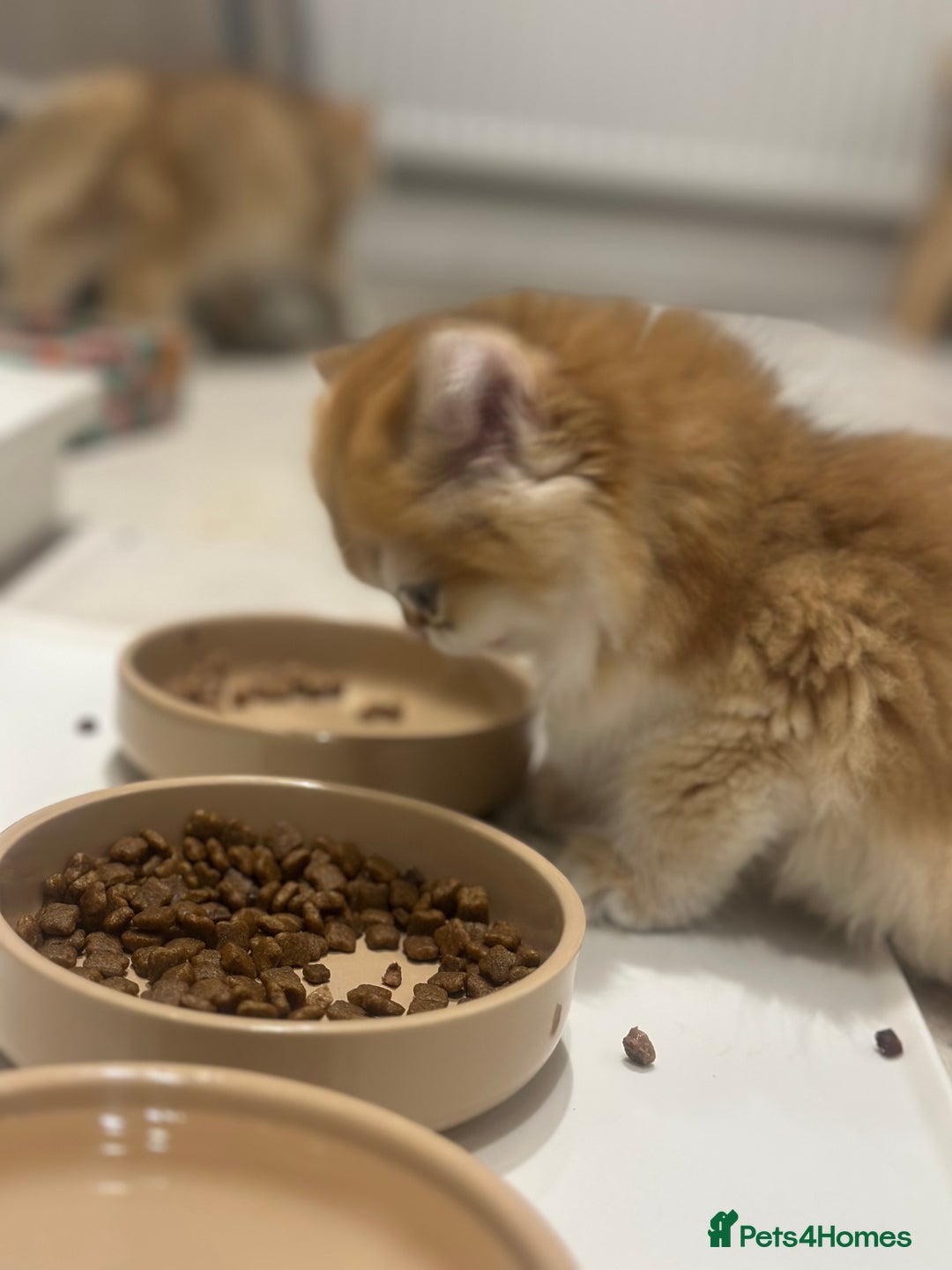 British Longhair cats for sale: STUNNINGLY BEAUTIFUL RARE GOLDEN BRITISH LONGAHIR  - Image 5