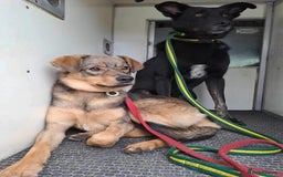 Mixed Breed dogs for adoption: Justice - Norwich Norfolk  in Norwich - Image 6