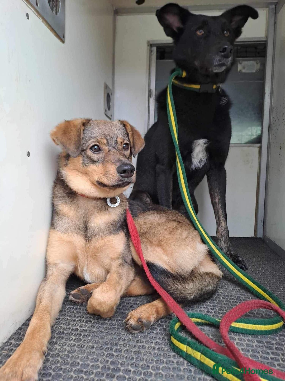 Mixed Breed dogs for adoption: Justice - Norwich Norfolk  in Norwich - Image 6