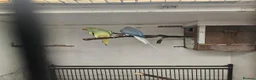 Mixed Breed birds for sale: Alexandraine  - Advert 4