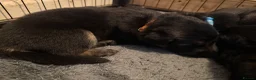 German Shepherd dogs for sale: 11 adorable bouncy German Shepard puppies  - Advert 23