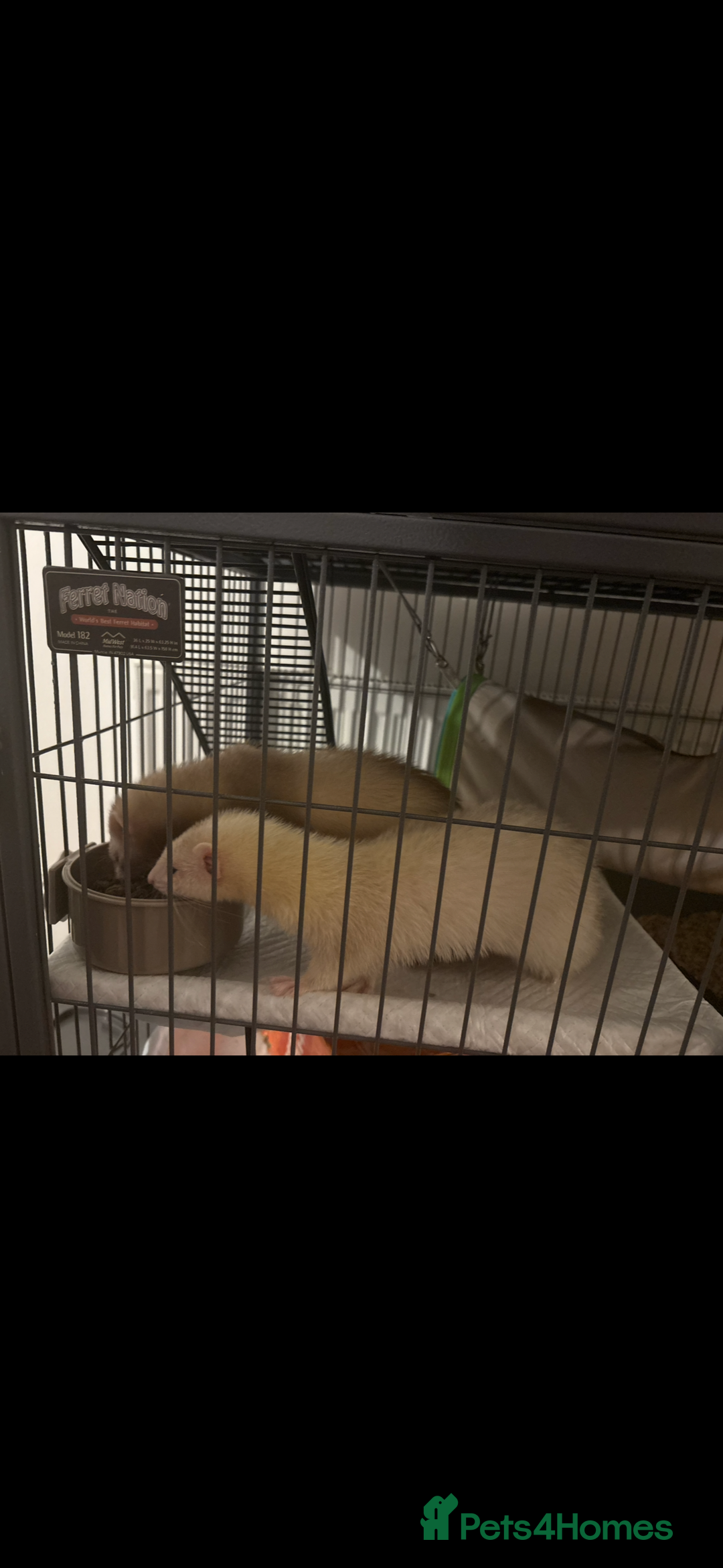 Ferret rodents for sale: 2 Ferret Jills 4 months old  - Advert 4