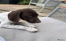 German Shorthaired Pointer dogs for sale: German shorthaired pointer - Image 18