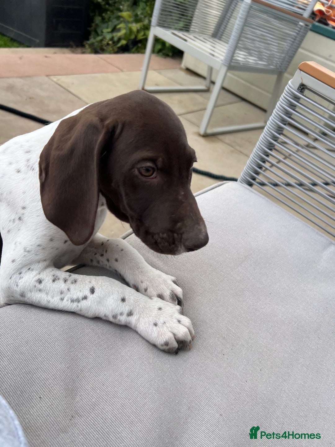 German Shorthaired Pointer dogs for sale: German shorthaired pointer - Image 18
