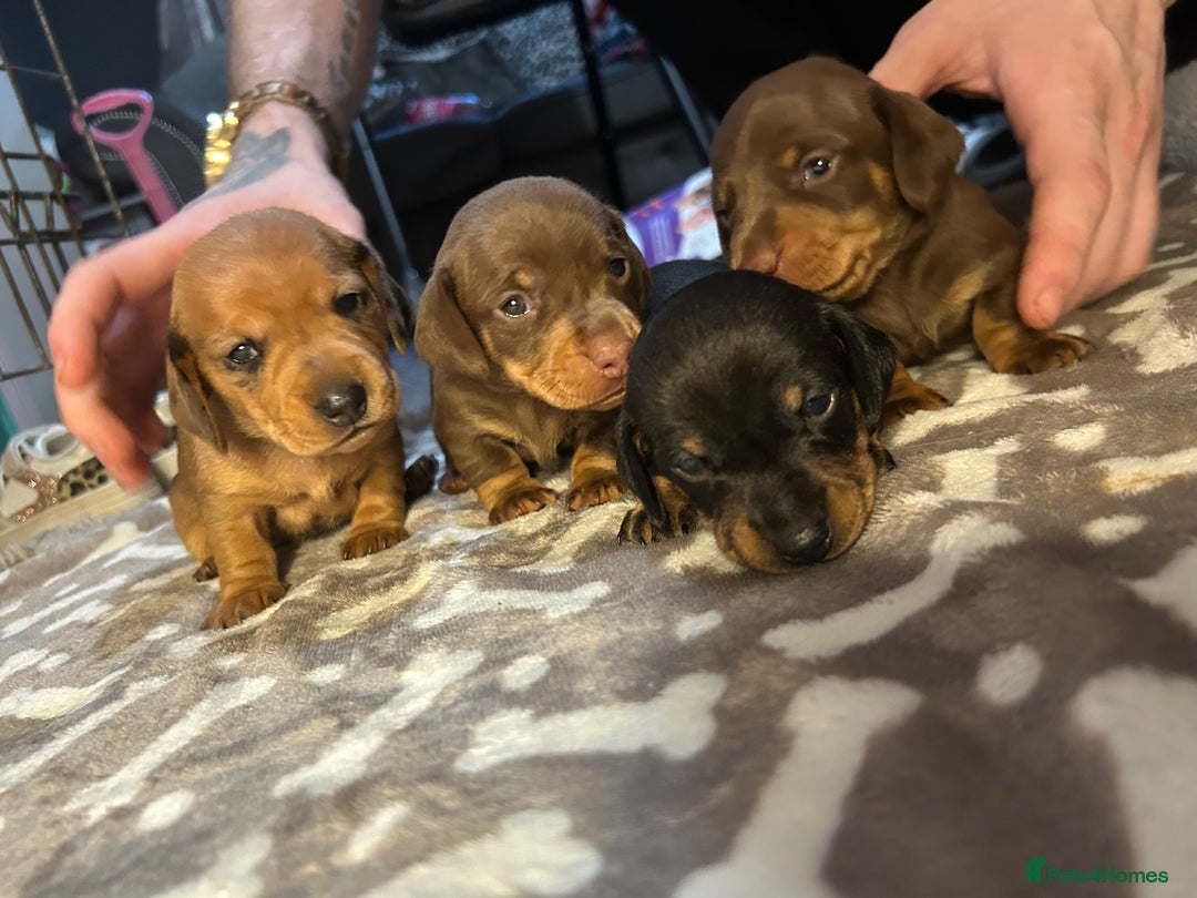Miniature Dachshund dogs for sale: Miniature dachshund 🐶🩷🩵 - Advert 1