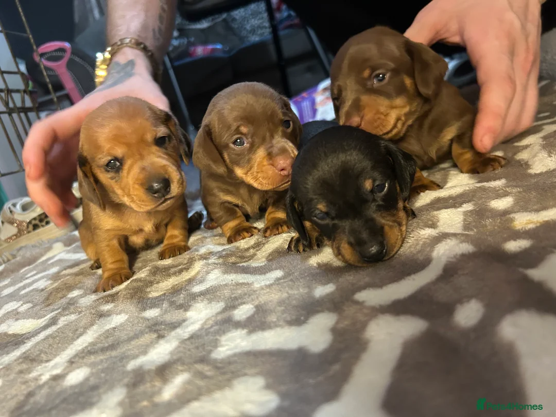 Miniature Dachshund dogs for sale: Miniature dachshund 🐶🩷🩵 - Advert 1