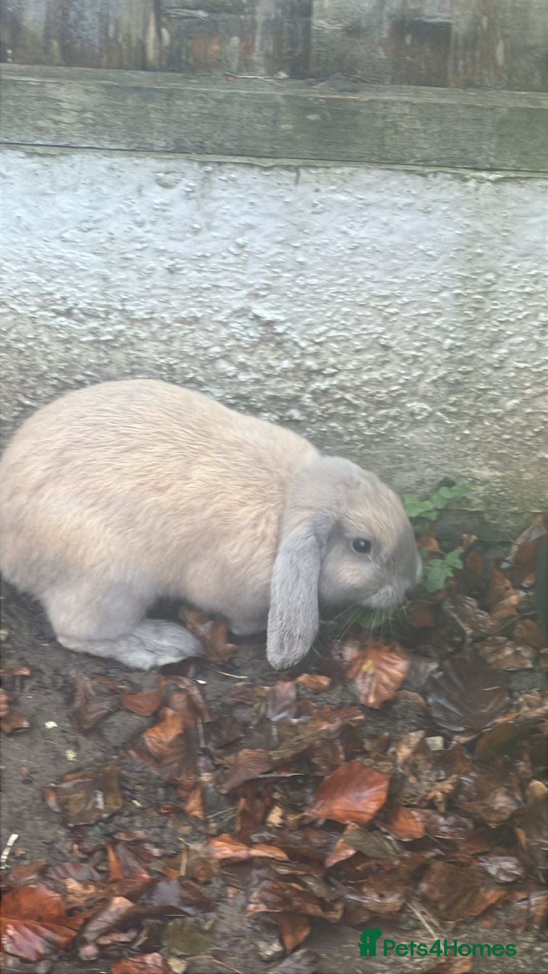 Mini Lion Lop rabbits for sale: Mini lop - Image 8