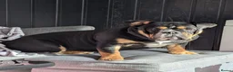 Mixed Breed dogs for sale: Nebbr registered male pup 9 months old - Advert 5