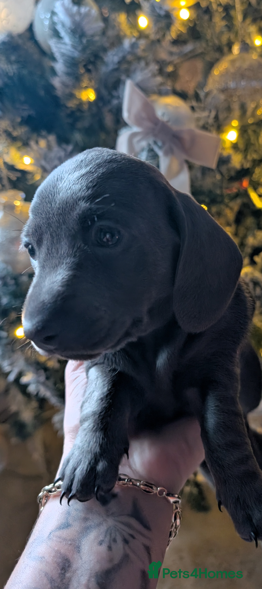 Miniature Dachshund dogs for sale: Beautiful mini dachshunds  - Advert 3