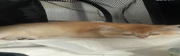 British Longhair cats for sale: British Shorthair Golden Kittens 2 Beautiful Girls in Grays - Advert 9