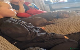 Mixed Breed dogs for sale: 6 month old cocker spaniel cross Staffordshire  - Image 3