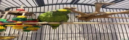 Parrots birds for sale: Yellow crowned Amazon  in Bracknell - Advert 3