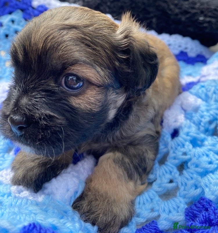 Mixed Breed dogs F1 Peekapoo puppies (Pekinese x Toy poodle) - Advert 17