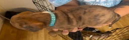 Boxer dogs for sale: Beautiful Boxer x Cane corso puppies 🐶  - Advert 3