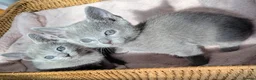 Russian Blue cats for sale: Affectionate Lap Kittens – Pedigree TICA - Advert 7