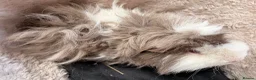 Guinea Pig rodents for sale: BEAUTIFUL BABY GUINEA PIGS, BOYS AND GIRLS - Advert 12