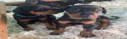 Dobermann dogs for sale: Dobermann pups - Advert 14