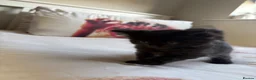 Mixed Breed cats for sale: Beautiful kitten - Advert 4