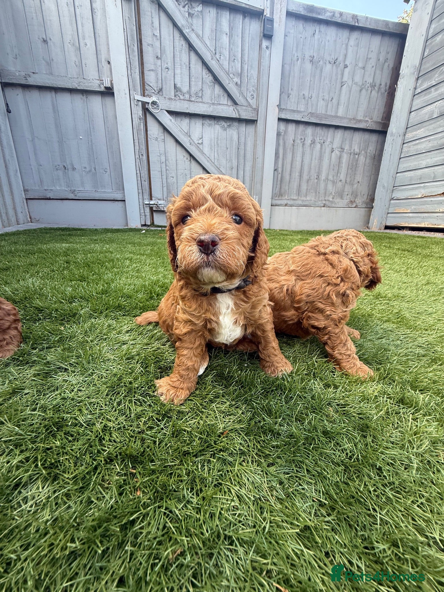 Cockapoo dogs Stunning Red & Apricot Cockapoo  (F1b) DNA Tested - Advert 2