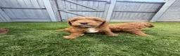 Cockapoo dogs for sale: Stunning Red & Apricot Cockapoo  (F1b) DNA Tested in Redditch - Advert 2
