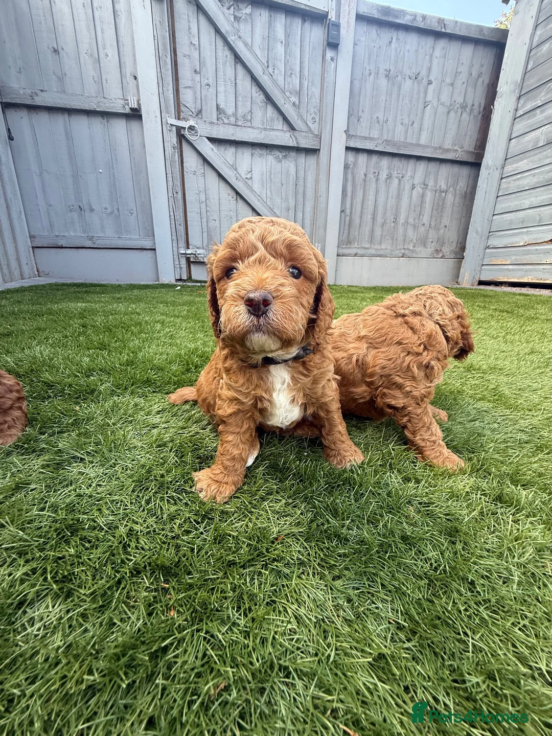 Cockapoo dogs for sale: Stunning Red & Apricot Cockapoo  (F1b) DNA Tested in Redditch - Advert 2