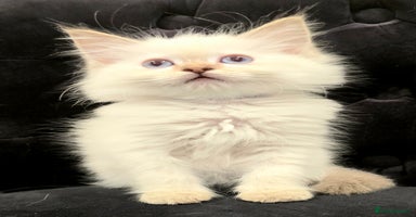 Ragdoll cats PEDIGREE GCCF REG CHAMPION LINE RAGDOLL KITTENS - Advert 1