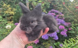 Angora rabbits for sale: 😍Large Angora babies- parents imported from 🇫🇷  - Image 7