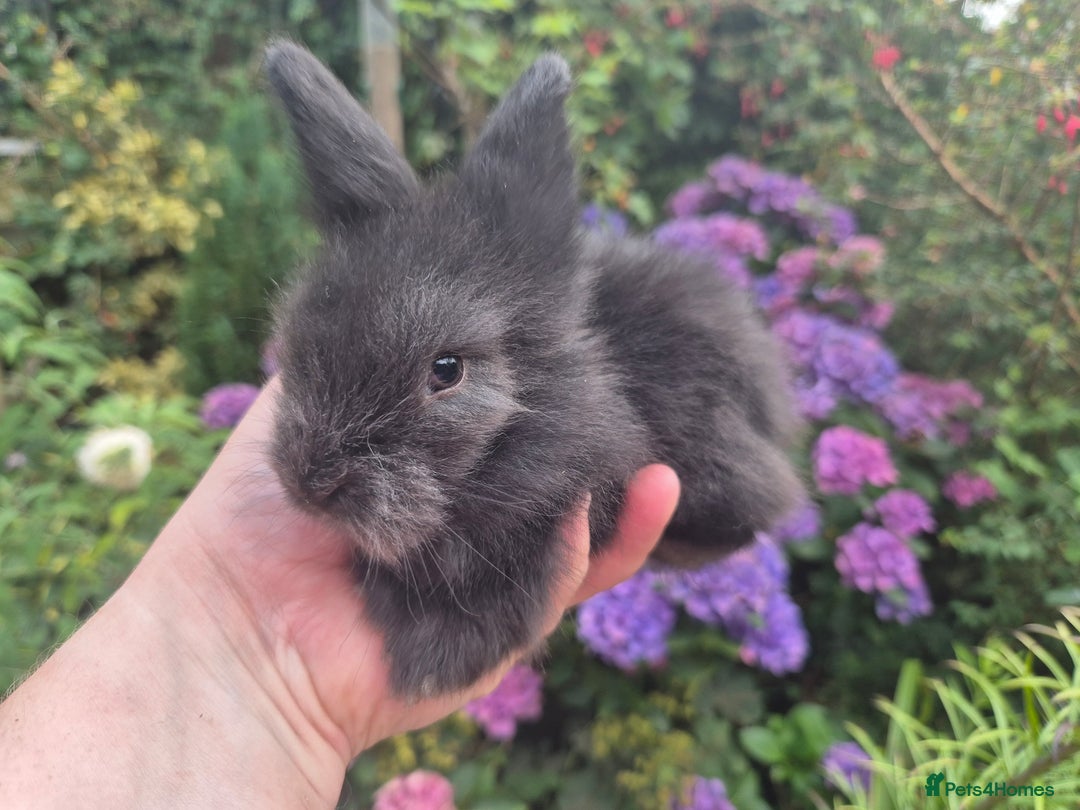 Angora rabbits for sale: 😍Large Angora babies- parents imported from 🇫🇷  - Image 7