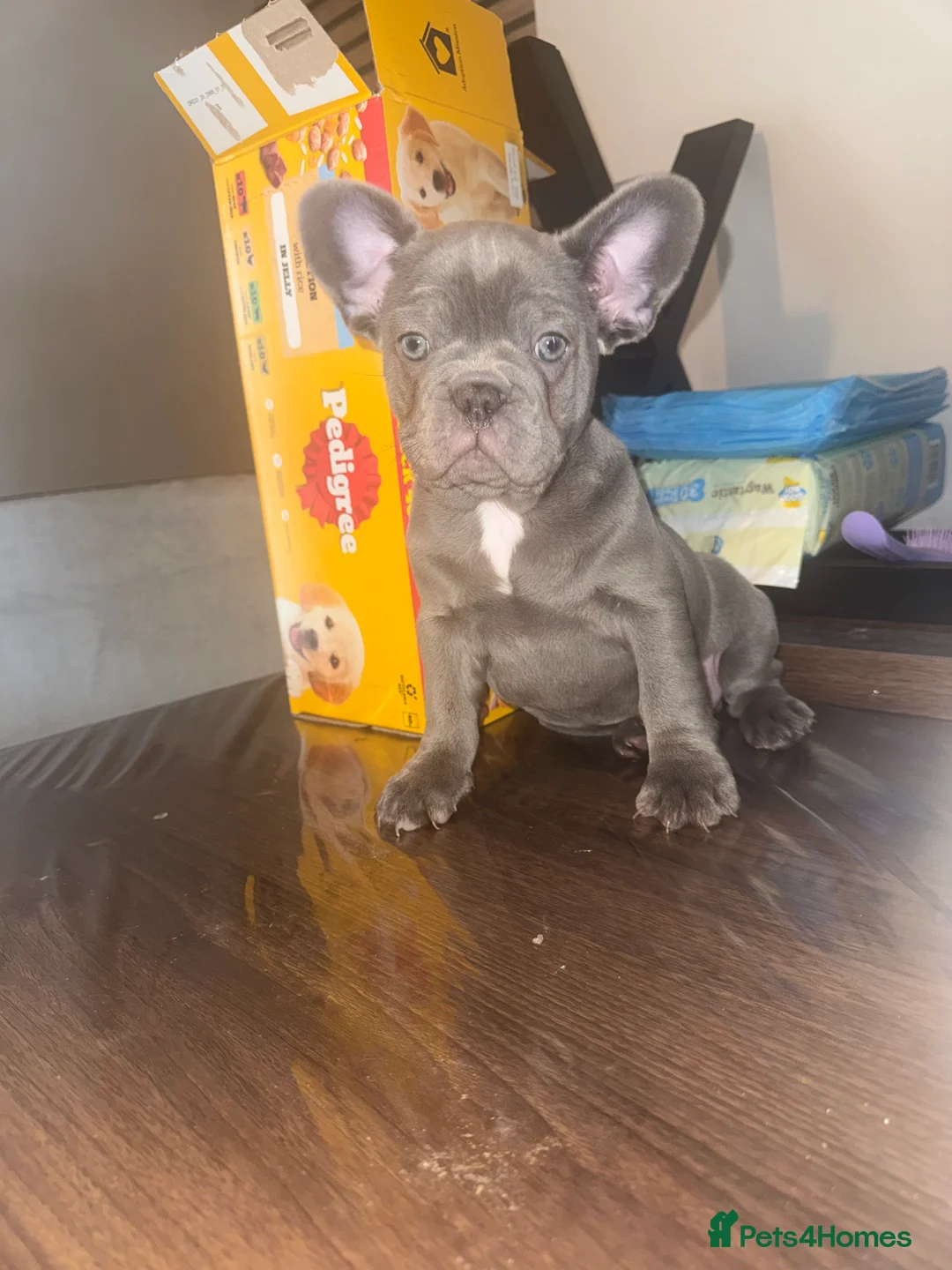 French Bulldog dogs for sale: French bulldog puppies  - Advert 2